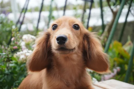 ダックスフンドの子犬販売