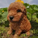 トイプードル
TOY POODLE 214-3