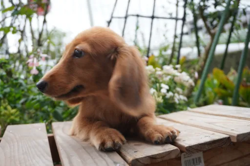 ダックスフンドの子犬販売