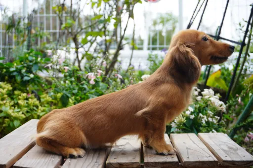 ダックスフンドの子犬販売