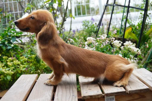 ダックスフンドの子犬販売