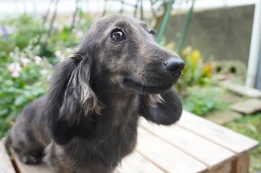 ダックスフンドの子犬販売