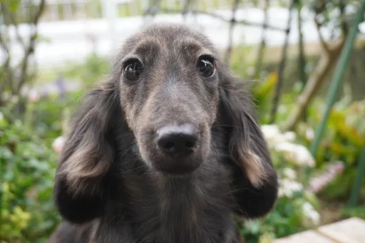 ダックスフンドの子犬販売