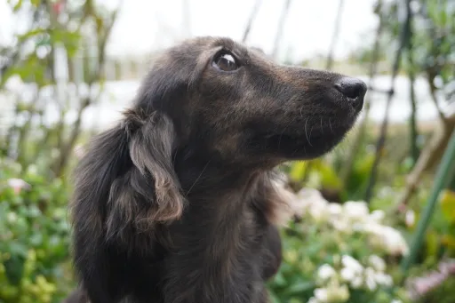 ダックスフンドの子犬販売