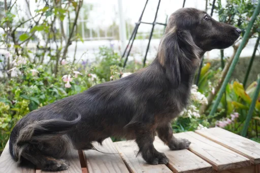 ダックスフンドの子犬販売