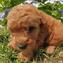 トイプードル
TOY POODLE 214-2