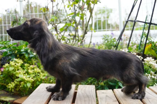 ダックスフンドの子犬販売