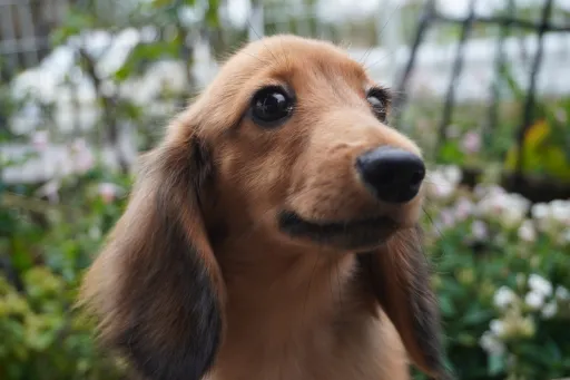 ダックスフンドの子犬販売