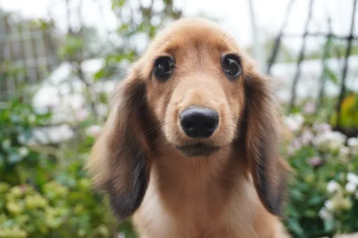 ダックスフンドの子犬販売