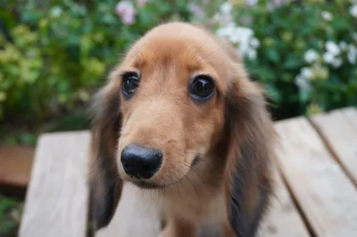 ダックスフンドの子犬販売