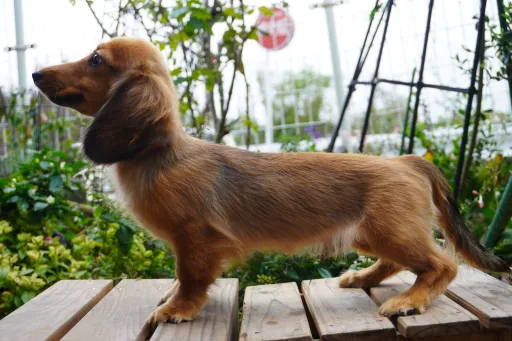 ダックスフンドの子犬販売