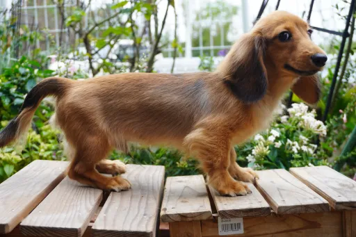 ダックスフンドの子犬販売