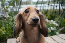 ミニチュア・ダックスフンド / ロングコート