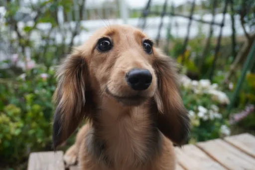 ダックスフンドの子犬販売