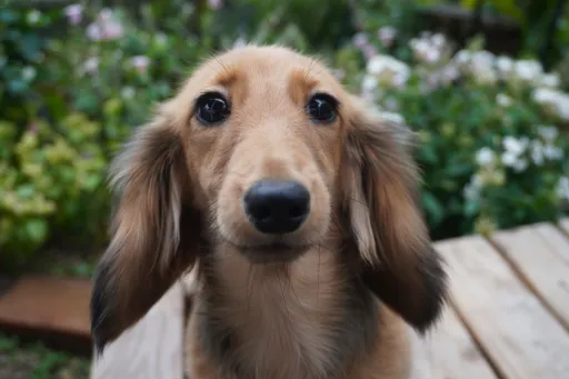 ダックスフンドの子犬販売