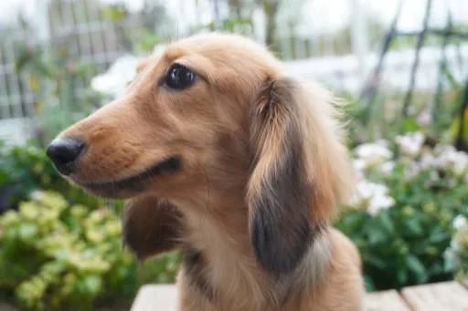 ダックスフンドの子犬販売