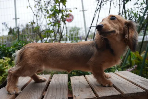 ダックスフンドの子犬販売