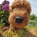 トイプードル
TOY POODLE 214-1