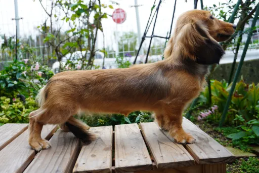 ダックスフンドの子犬販売