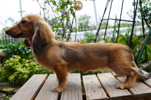 ダックスフンドの子犬販売