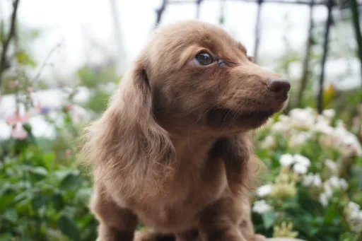 ダックスフンドの子犬販売