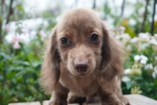 ダックスフンドの子犬販売