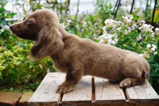 ダックスフンドの子犬販売