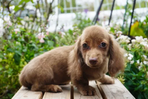 ダックスフンドの子犬販売