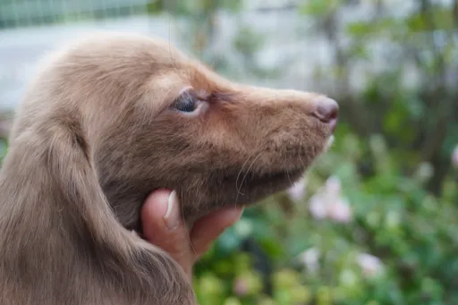 ダックスフンドの子犬販売