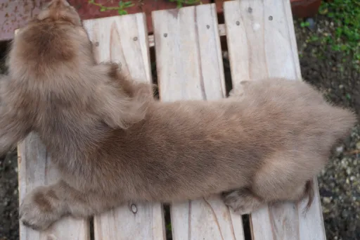 カニヘン・ダックスフンド / ロングコートのサムネイル画像5