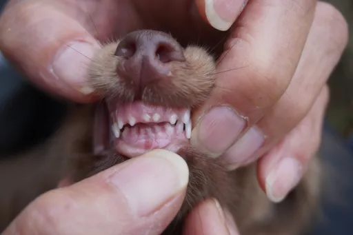 カニヘン・ダックスフンド / ロングコートのサムネイル画像8