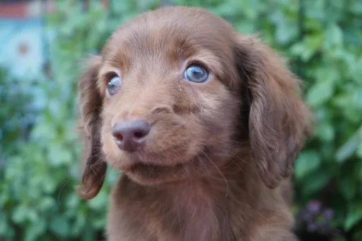 格安犬と里親募集犬の子犬販売