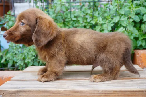 格安犬と里親募集犬の子犬販売