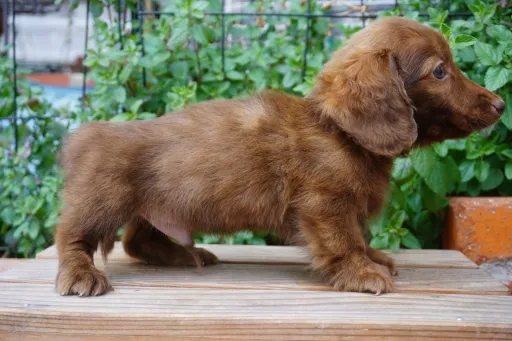 格安犬と里親募集犬の子犬販売