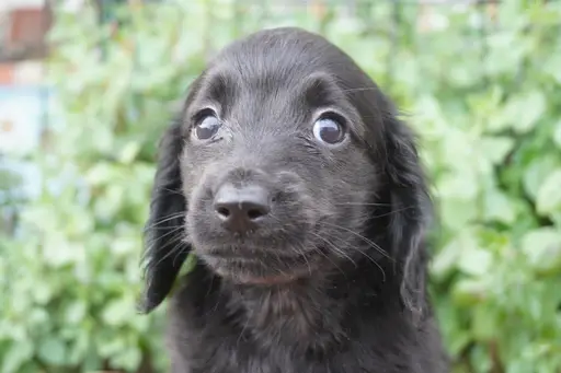 ダックスフンドの子犬販売