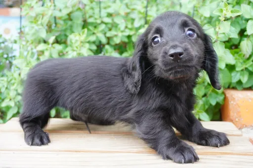 ミニチュア・ダックスフンド / ロングコートのサムネイル画像2