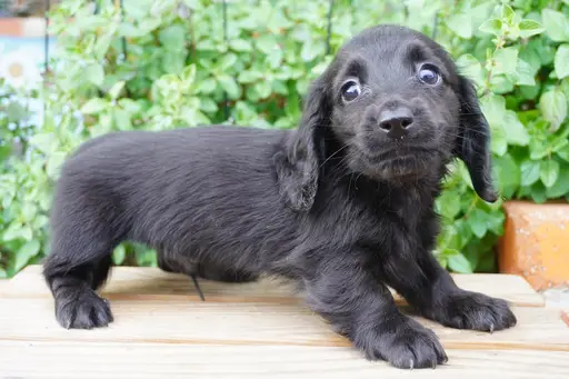 ミニチュア・ダックスフンド / ロングコートの拡大画像