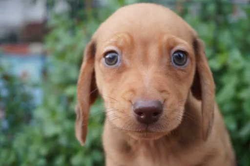 ミニチュア・ダックスフンド / スムースコートのサムネイル画像1