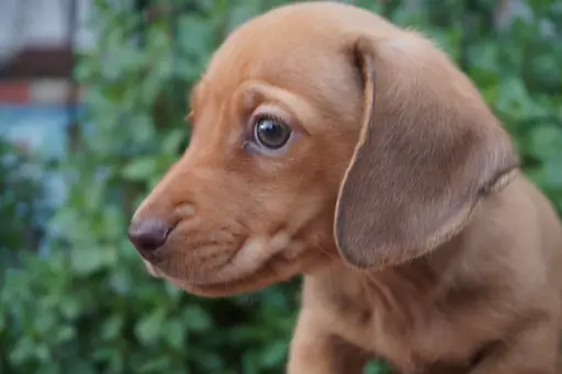 ミニチュア・ダックスフンド / スムースコートの拡大画像