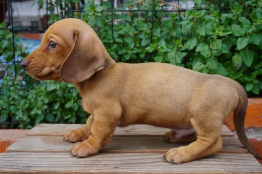 ミニチュア・ダックスフンド / スムースコートのサムネイル画像3