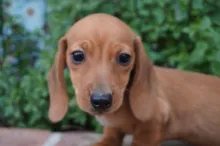 カニヘン・ダックスフンド / スムースコート