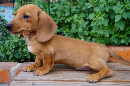 カニヘン・ダックスフンド / スムースコートの拡大画像