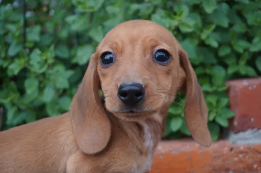 カニヘン・ダックスフンド / スムースコートのサムネイル画像3