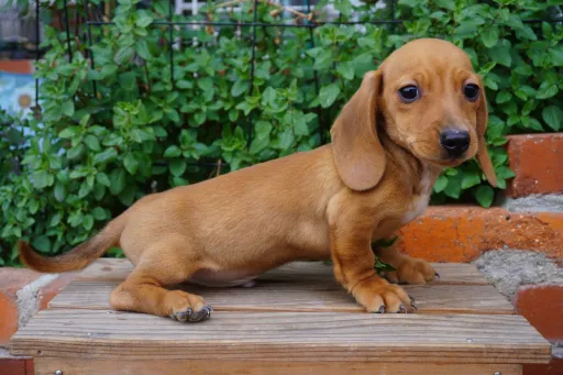 カニヘン・ダックスフンド / スムースコートのサムネイル画像4