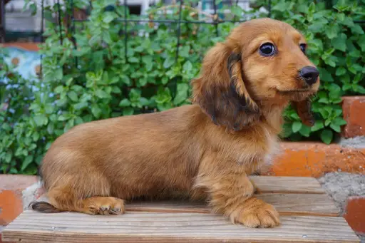 カニヘン・ダックスフンド / ロングコートの拡大画像