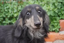 ミニチュア・ダックスフンド / ロングコート