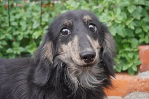 格安犬と里親募集犬の子犬販売