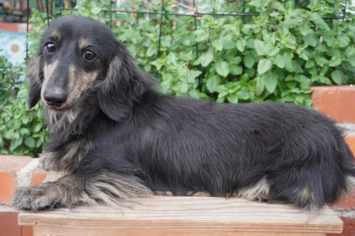 ミニチュア・ダックスフンド / ロングコートのサムネイル画像4