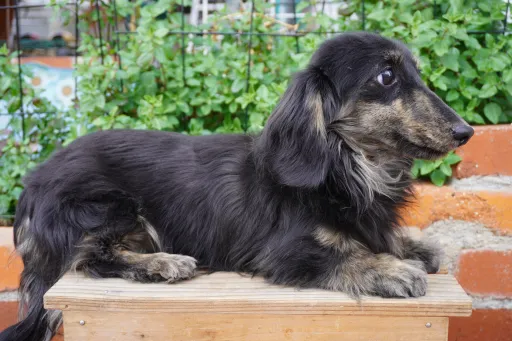 格安犬と里親募集犬の子犬販売