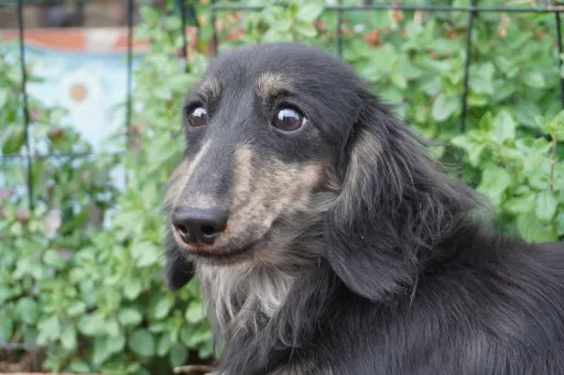 格安犬と里親募集犬の子犬販売
